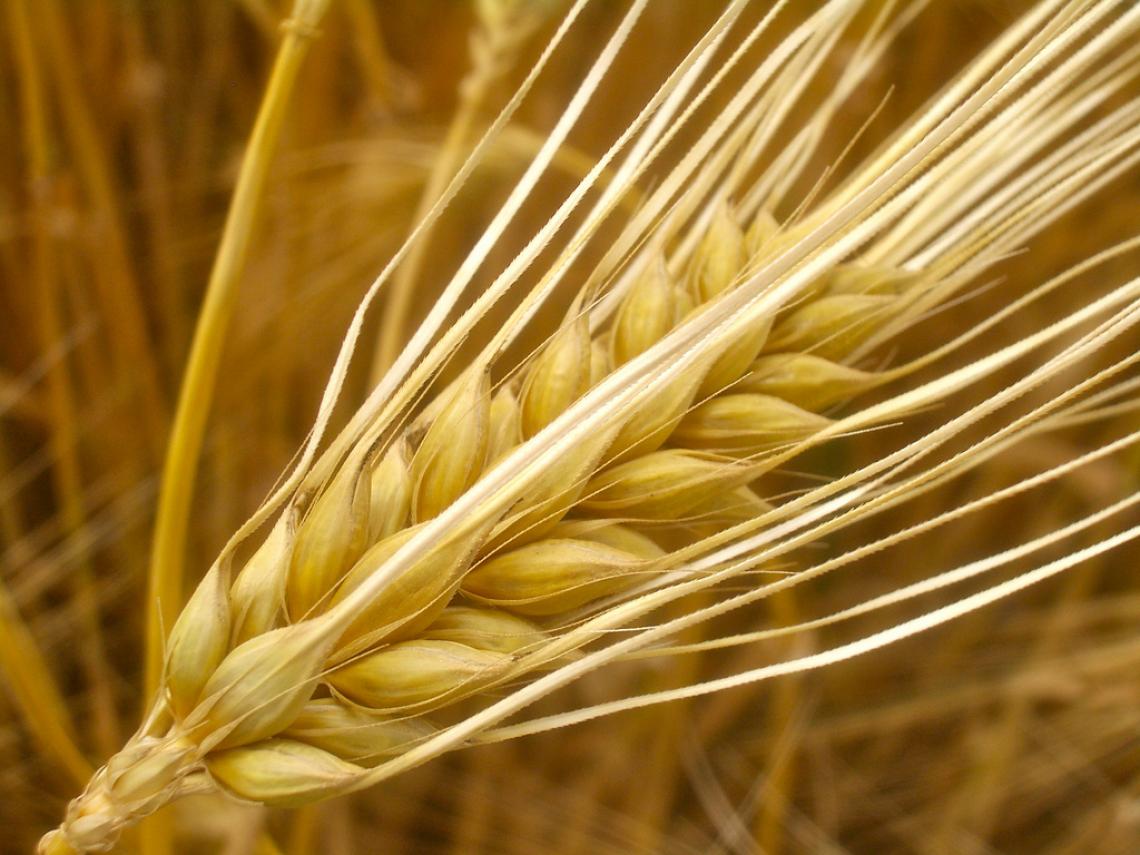 Barley has more genes than humans. 